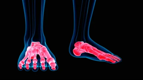 Human skeleton Foot bones Anatomy Loopable 3D Illustration Stock Footage 136449340