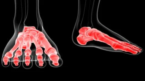 Human Skeleton Foot bones Anatomy For Medical Concept 스톡 일러스트