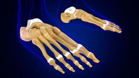 Human Skeleton Foot bones Anatomy For Medical Concept 库存插图