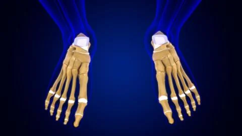 Human Skeleton Foot bones Anatomy For Medical Concept 库存插图