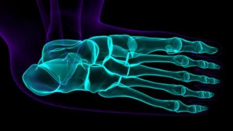 Human Skeleton Foot bones Anatomy For Medical Concept Ilustración de archivo