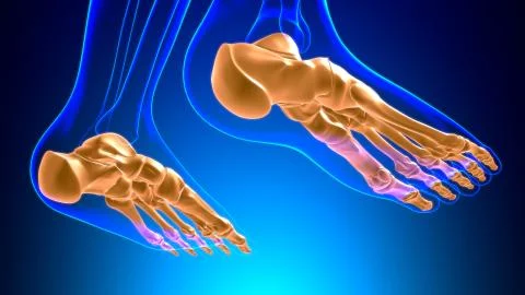 Human Skeleton Foot bones Anatomy For Medical Concept Stock Illustration