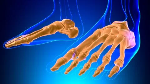 Human Skeleton Foot bones Anatomy For Medical Concept イラスト素材