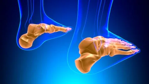 Human Skeleton Foot bones Anatomy For Medical Concept Ilustración de archivo