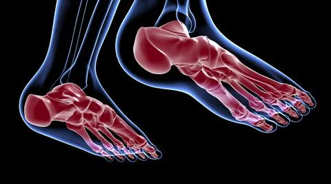 Human Skeleton Foot bones Anatomy For Medical Concept Stock-Illustration