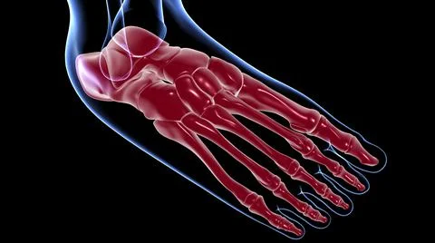 Human Skeleton Foot bones Anatomy For Medical Concept イラスト素材