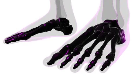 Human Skeleton Foot bones Anatomy For Medical Concept Illustrazione stock