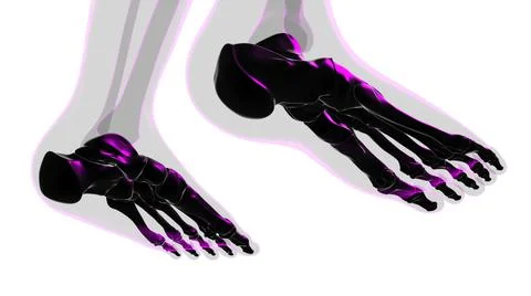 Human Skeleton Foot bones Anatomy For Medical Concept Ilustración de archivo