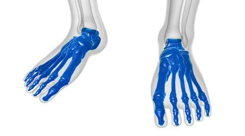 Human Skeleton Foot bones Anatomy For Medical Concept Ilustración de archivo
