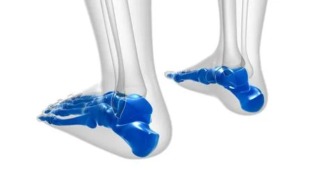 Human Skeleton Foot bones Anatomy For Medical Concept 库存插图