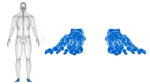 Human Skeleton Foot bones Anatomy For Medical Concept Illustrazione stock