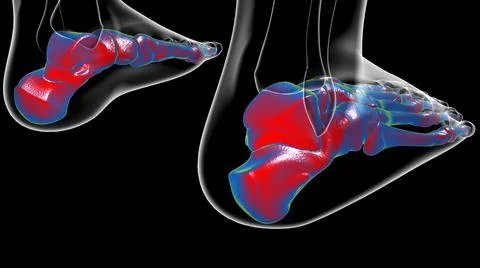 Human Skeleton Foot bones Anatomy For Medical Concept Stock Illustration