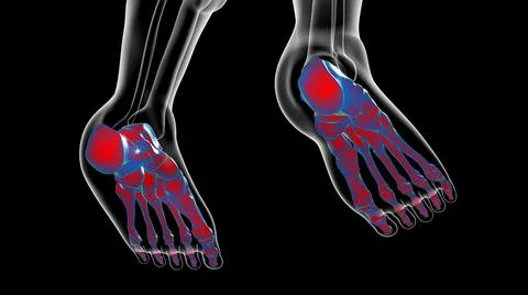 Human Skeleton Foot bones Anatomy For Medical Concept イラスト素材