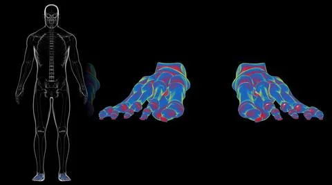 Human Skeleton Foot bones Anatomy For Medical Concept Stock Illustration
