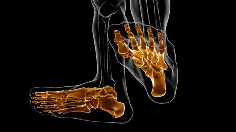 Human Skeleton Foot bones Anatomy For Medical Concept 3D Stock Illustration