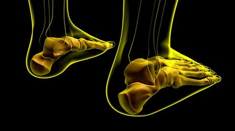 Human Skeleton Foot bones Anatomy For Medical Concept 库存插图