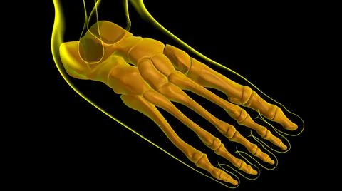 Human Skeleton Foot bones Anatomy For Medical Concept Ilustración de archivo