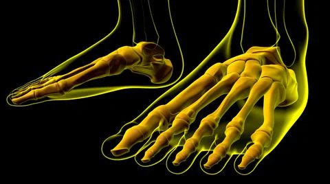 Human Skeleton Foot bones Anatomy For Medical Concept 库存插图
