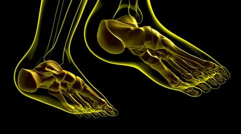 Human Skeleton Foot bones Anatomy For Medical Concept Ilustración de archivo