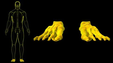 Human Skeleton Foot bones Anatomy For Medical Concept Ilustración de archivo