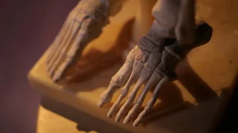 Human skeleton. Foot. Stock Footage 22239753