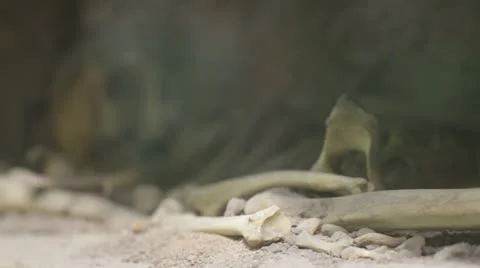 Human skeleton Video stock 12549599