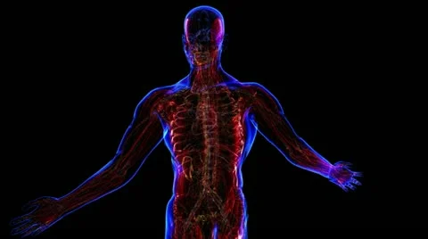 Human skeleton Stock-Footage 21893261