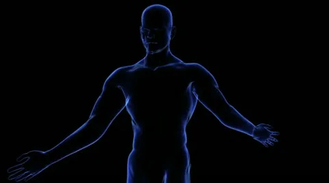 Human skeleton Видео 21893284