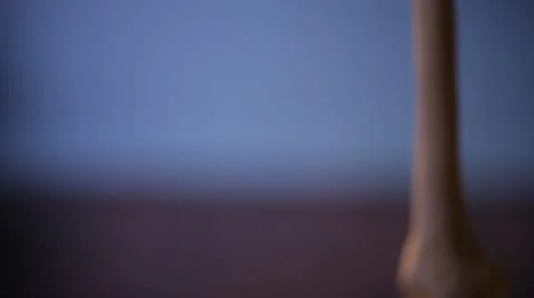 Human skeleton. Stock Footage 22239745