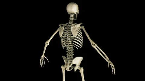 Human Skeleton Stock-Footage 24975900