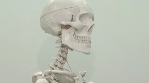 Human skeleton. Stock Footage 58299959