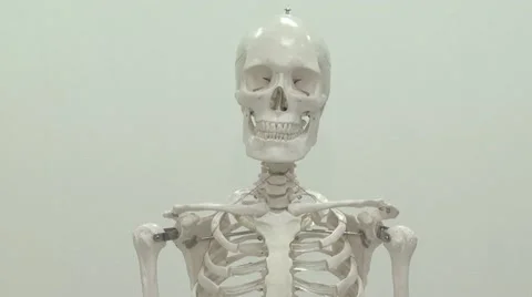 Human skeleton. Vídeos de archivo 58299967