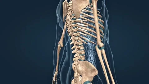 Human skeleton Stock Footage 304973524