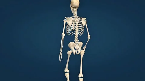Human skeleton Stock Footage 320731106