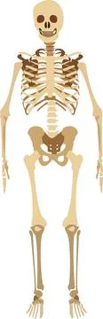 Human skeleton fossil vector icon isolated on white Stock Illustration