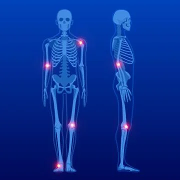 Human skeleton in front and profile. Human Skeleton Anatomy X-ray. Stock Illustration