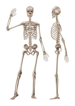 Human skeleton in front and profile. Vector illustration Stock Illustration