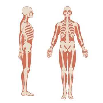 Human skeleton front and side view. Men anatomy illustration on white background Stock Illustration