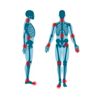 Human skeleton front and side view. Men anatomy illustration on white background Stock Illustration