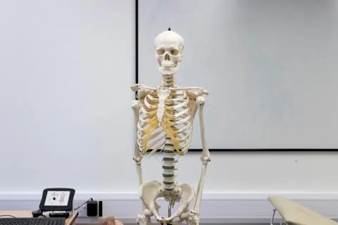 Human Skeleton at the front of the class Stock Photos