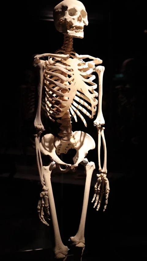 Human skeleton full body Stock Footage 331233047