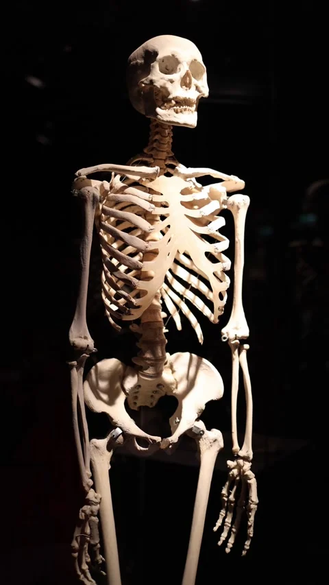 Human skeleton full body view Video stock 331233052