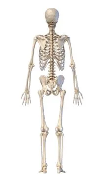 Human skeleton, full figure standing, rear view. Stock Photos