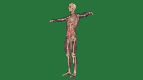A human skeleton on green screen and man ' s anatomy the body with muscles is Видео 335069124
