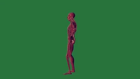 A human skeleton on green screen and standing man is in front of ' s body Stock Footage 335978168