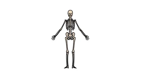 Human Skeleton Hand Draw Cartoon Whitebo Stock Video Pond5