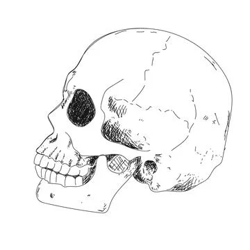 Human skeleton hand drawing. Human skull in profile Stock Illustration