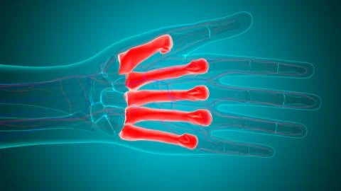 Human Skeleton Hand Matacarapls Bone Anatomy For Medical Concept 库存插图