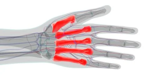 Human Skeleton Hand Matacarapls Bone Anatomy For Medical Concept Stock Illustration