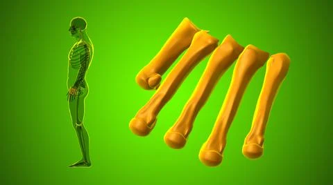 Human Skeleton Hand Matacarapls Bone Anatomy For Medical Concept 스톡 일러스트